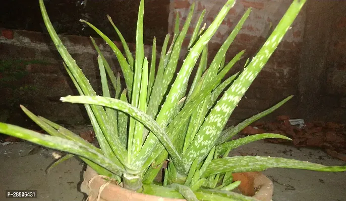 Aloe Vera Plant  Hybrid live Aloevera Plant-thumb0