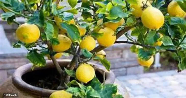 Earth Angels Lemon Plant PlantsMart-thumb3