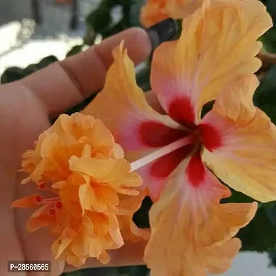 Earth Angels Hibiscus Plant Hibiscus YellowRed CF20151-thumb0