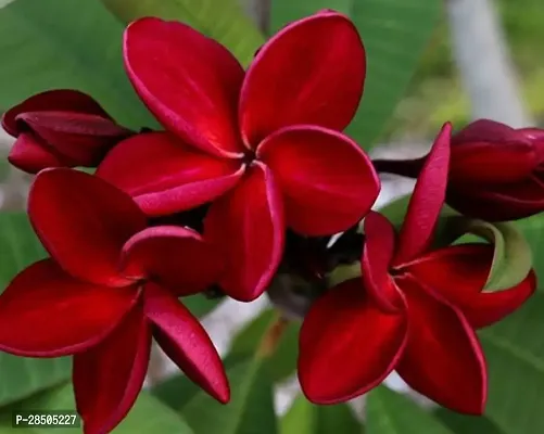 Plumeria Plant  Kath Chapa Plant  K08-thumb0