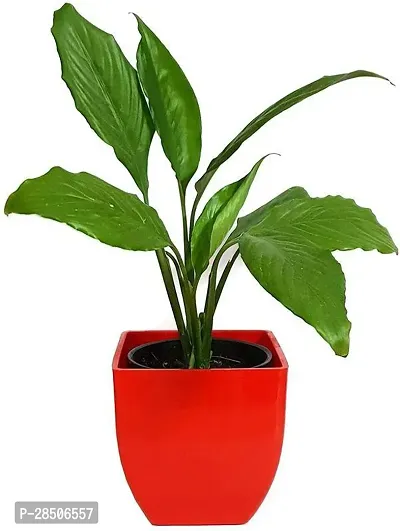 Peace Lily Plant  Natural Plant  Air Purifying Beautiful Peace Lily Plant  for Interiors Spathiphyllum Plant