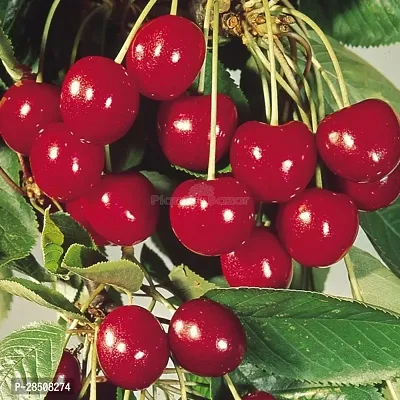 Cherry Fruit Plant  Cherry Plant kingdom62-thumb0