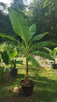 Natural Live Plant for Home Garden-thumb1