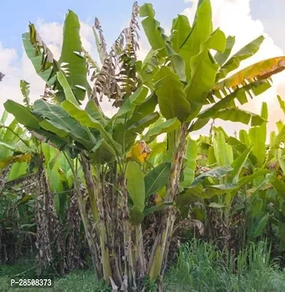 Banana Plant  Banana Plant kingdom136-thumb2