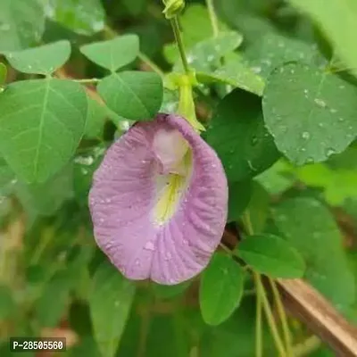 Aparajita Butterfly Pea Plant  Purple Aprajita Plant  With pot-thumb0