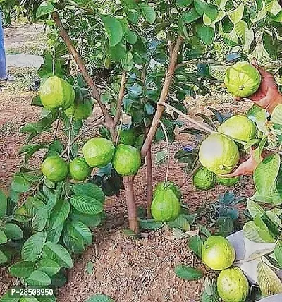 Guava Plant  Guava XPBReba154