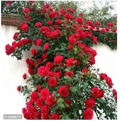 Rose Plant  Rose XPBReba300-thumb0