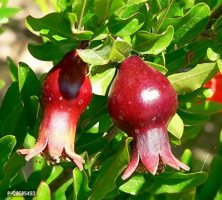 Pomegranate Plant  Plant  MATHALAM10-thumb2