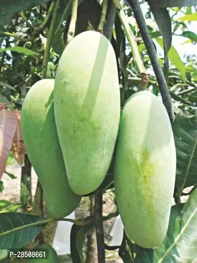 Mango Plant  Mango XOxy01564-thumb0