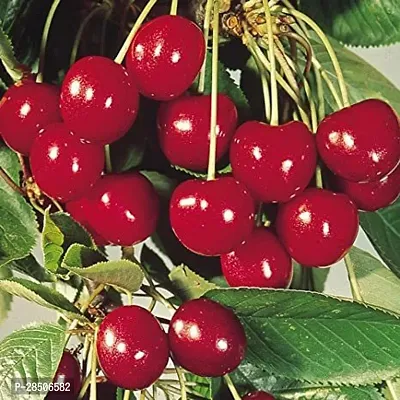 Cherry Fruit Plant  Sweet cherry Plant-thumb0