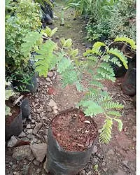 Tamarind Plant  Tamarind Plant  6300-thumb2