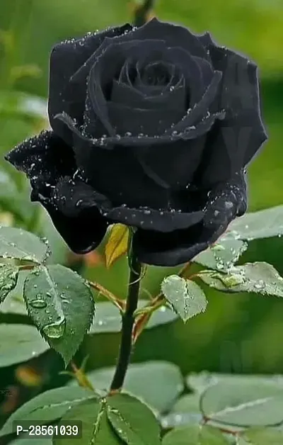 Earth Angels Rose Plant Black Rose Plant ew80027-thumb0