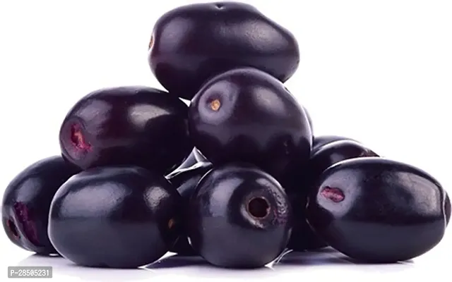 Jamun Plant  Thailand Black Jamun Plant  37-thumb0