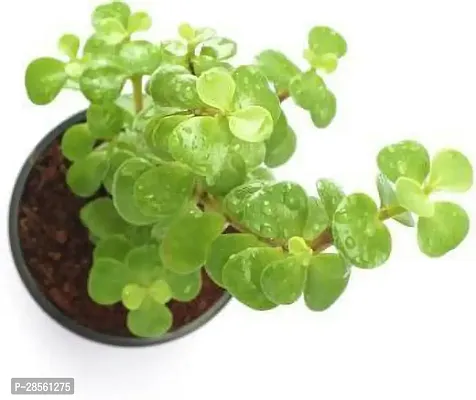 Earth Angels Jade Plant Good Luck Jade PlantCRASSULA-thumb3