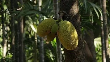 Jack Fruit Plant  indoore green jackfruit Plant-thumb1