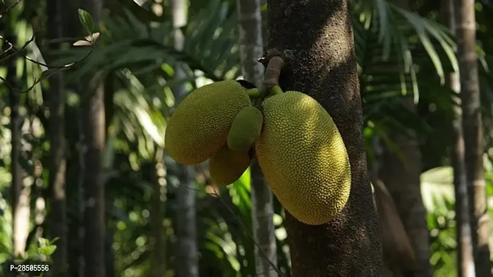 Jack Fruit Plant  indoore green jackfruit Plant-thumb2