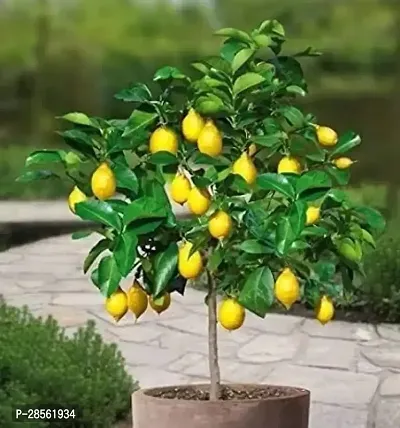 Earth Angels Lemon Plant GET LEMON-thumb0