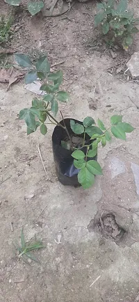 Natural Live Plant for Home Garden-thumb2