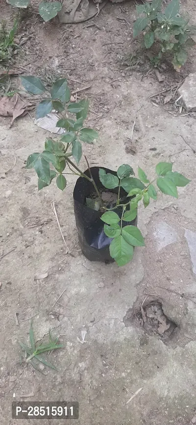 Natural Live Plant for Home Garden-thumb3