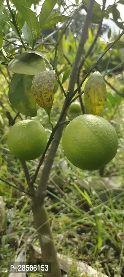 Lemon Plant  LEMON Plant