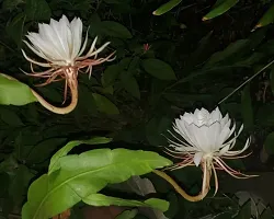 Brahma Kamal Plant  Q Brahma Kamal Flower Plant-thumb2