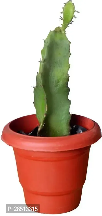 Natural Live Plant for Home Garden-thumb0