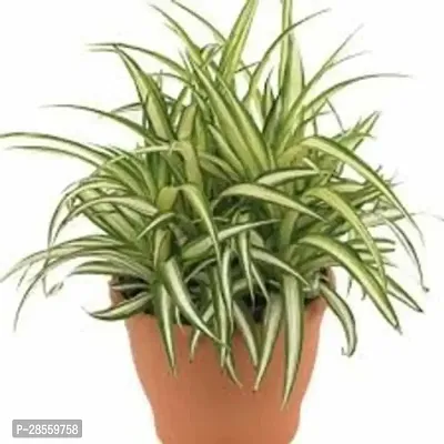 Earth Angels Spider Plant SPIDER PLANT W22R-thumb2