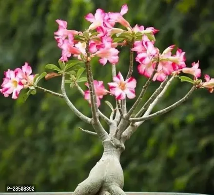 Adenium Plant  Adenium Plant kingdom181