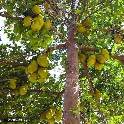 Jackfruit Plant  Kathal Plant kingdom59-thumb2