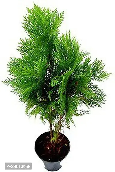 Natural Live Plant for Home Garden-thumb0