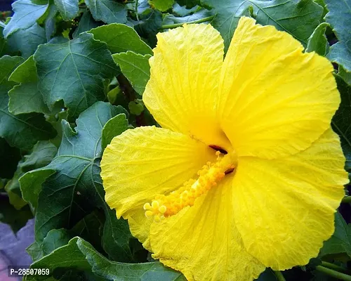 Hibiscus Plant  YELLOW HIBISCUS 45-thumb0