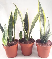 Snake Plant  SnakePlant  Xnursery house-thumb1