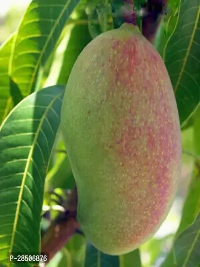 Mango Plant  Gulab Khass Live Grafted Mango Plant  CF 9-thumb0