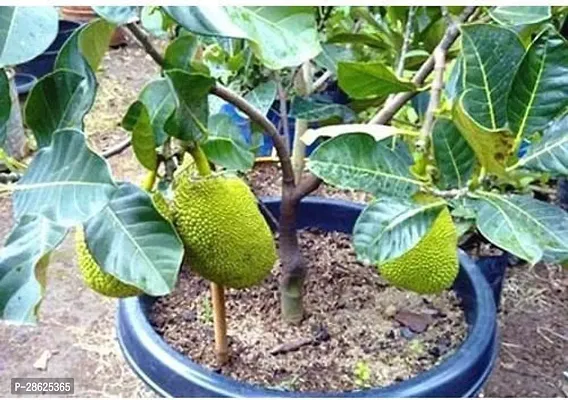 Earth Angels Jackfruit Plant JACKFRUIT PLANT 2-thumb0