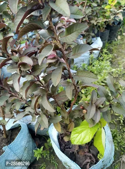 Guava Plant  BLACK GUAVA BONSAI