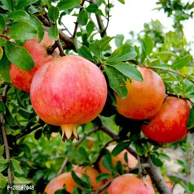 Pomegranate Plant  Ganesh Pomegranate  Anar Tasty Fruit Plant-thumb3