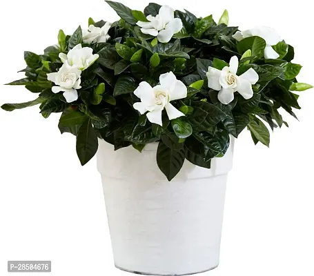 Jasmine Plant  chandni double jasmine live Plant  with pot  hybrid-thumb0