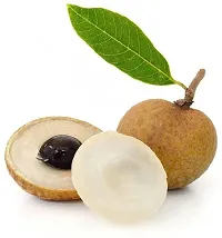 Earth Angels Litchi Plant Rare Dragon eye, Longan, Dimocarpus Longan fruit plant- Health 1 Green Plant.-thumb2