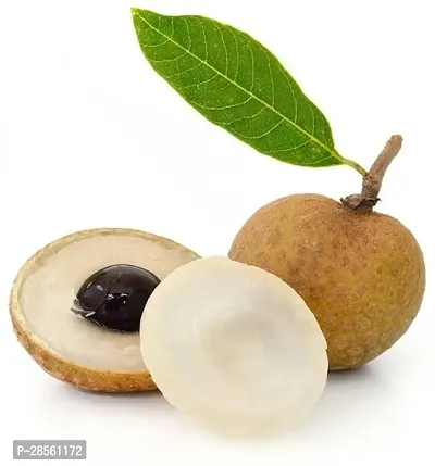 Earth Angels Litchi Plant Rare Dragon eye, Longan, Dimocarpus Longan fruit plant- Health 1 Green Plant.-thumb3