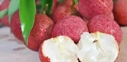 Litchi Plant  Seedless litchi 45-thumb1