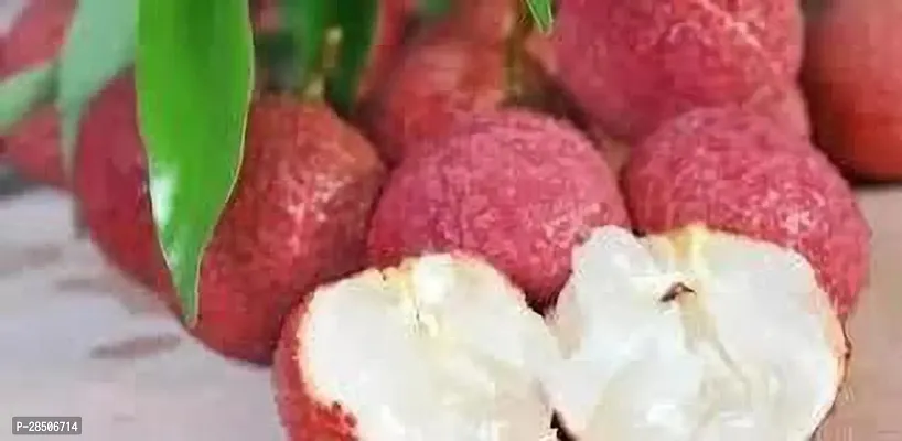 Litchi Plant  Seedless litchi 45-thumb2