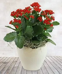 Earth Angels Kalanchoe Plant KALANCHOE PLANT W22-thumb2