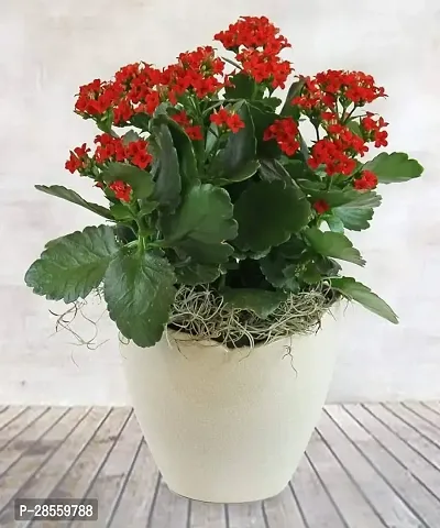 Earth Angels Kalanchoe Plant KALANCHOE PLANT W22-thumb3