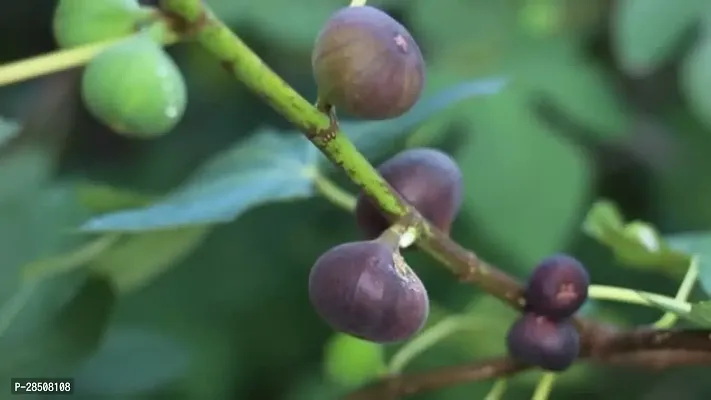 Ficus Plant  Fig Anjeer XOxygreenPlant 3-thumb3