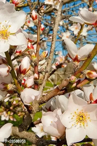 Almond Plant  Badam Almond XPLaNeTreee-thumb2