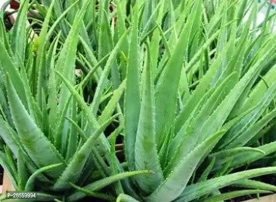 Earth Angels Aloe Vera Plant ALOE VERA PLANT-thumb0