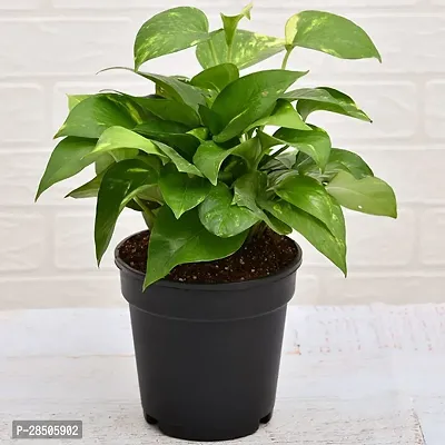 Money Plant  Good Luck Money Plant  Indoor Pothos Green Money Plant-thumb0