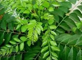 Natural Live Plant for Home Garden-thumb2