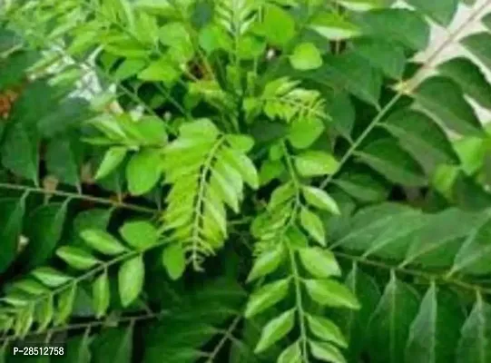 Natural Live Plant for Home Garden-thumb3