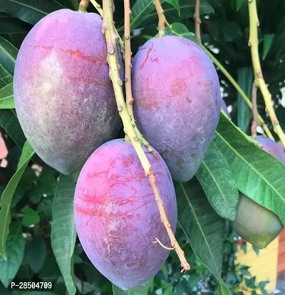 Mango Plant  Purple Plant  Mango Plant-thumb0